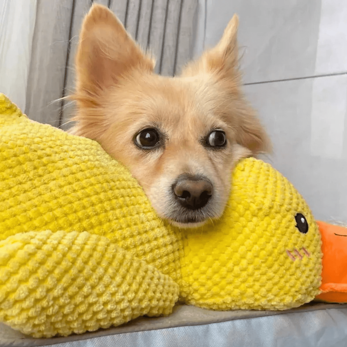 QUACKLY – Beruhigendes Enten-Plüschtier für Hunde