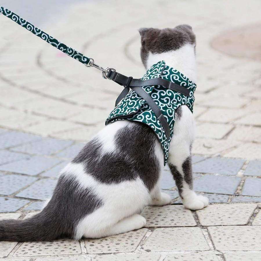 Pettorina PAWVENTURE – Set Pettorina per Gatto con Rete Traspirante e Guinzaglio