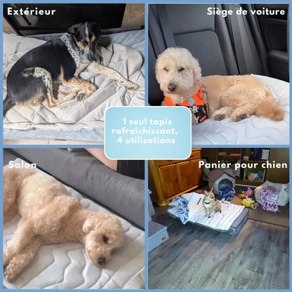 Coolpaws cooling mat - self -cooling dog carpet for hot summer days 6