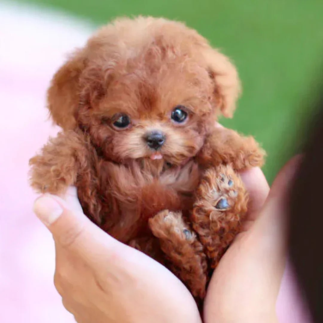 CuddlePup – interaktívny plyšový pes s realistickými pohybmi
