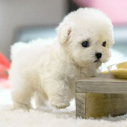 PAWSIMATE - Perro robot realista para jugar interactivamente