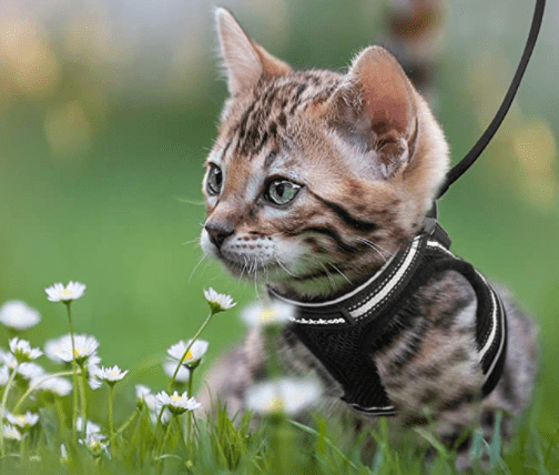  Adventure harness - safe cat dishes with leash for walks outdoors-3