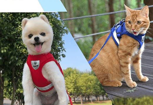  Adventure harness - safe cat dishes with leash for walks outdoors-4