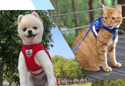  Adventure harness - safe cat dishes with leash for walks outdoors-4