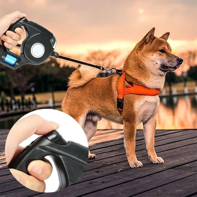  Amélie Lumière-LED dogs with integrated flashlight for evening walks-1