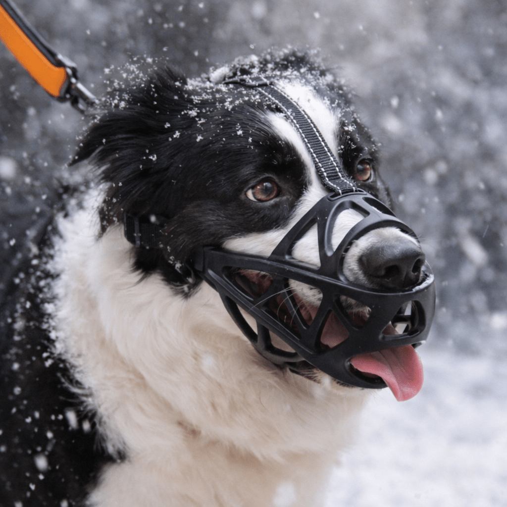 BITEWISE – Gentle Dog Muzzle for Safe Behavior Control