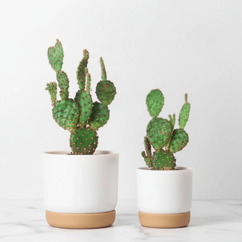 Self-Watering Flower Pot - Double-Layer Succulent Planter with Automatic Water Absorption 2