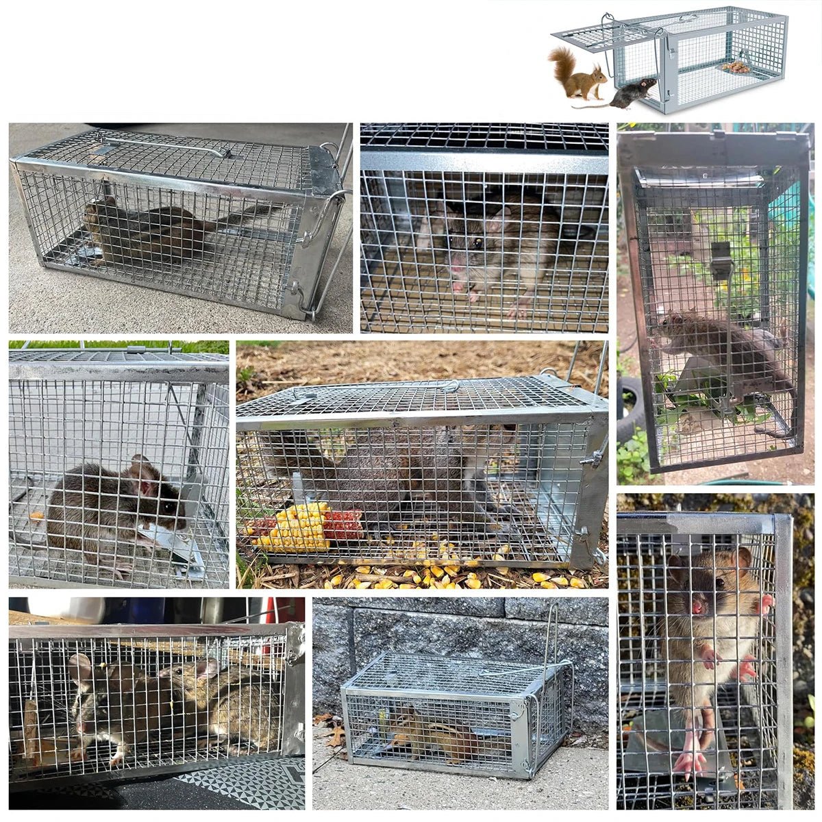 Humane Rodent Control Cage Trap for Mice and Rats - Durable Galvanized Iron, High Sensitivity Auto Lock 2