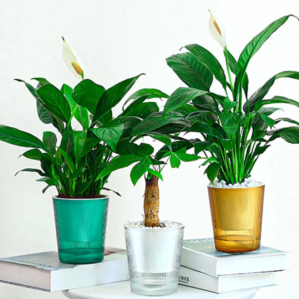 Elegant Clear Self-Watering Planters for Indoor & Outdoor Plants - Modern Design 5