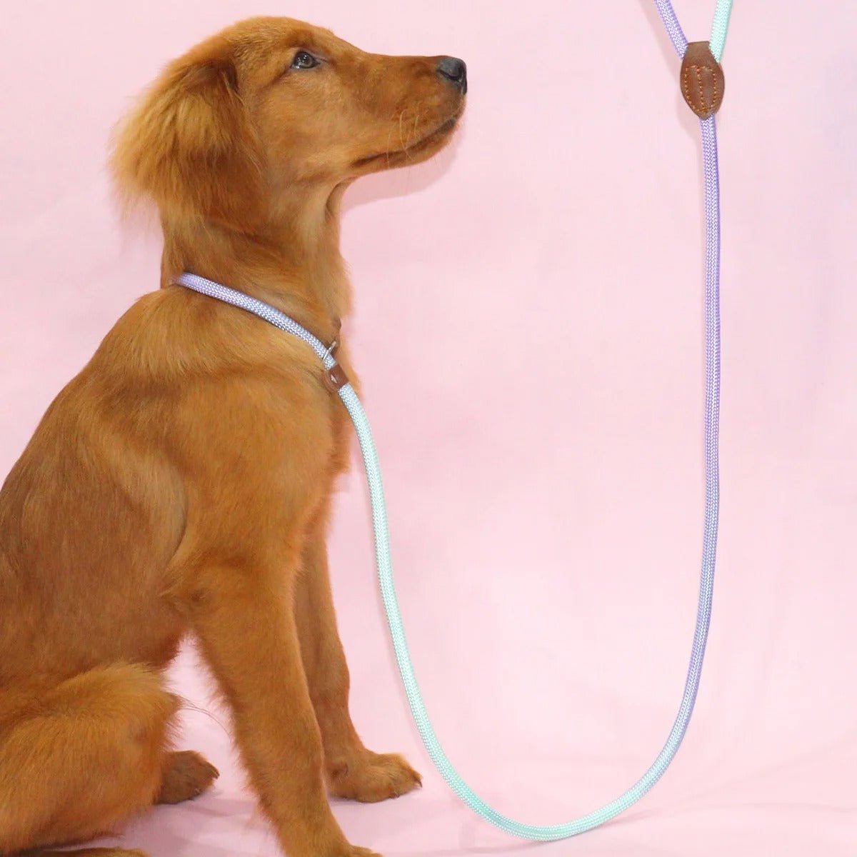  Clémentine Laisse - colorful dog leash for stylish & safe walks-5