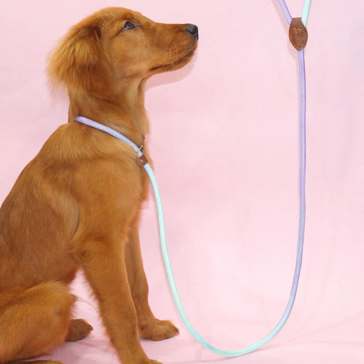 CLÉMENTINE – Correa de perro colorida para paseos con estilo