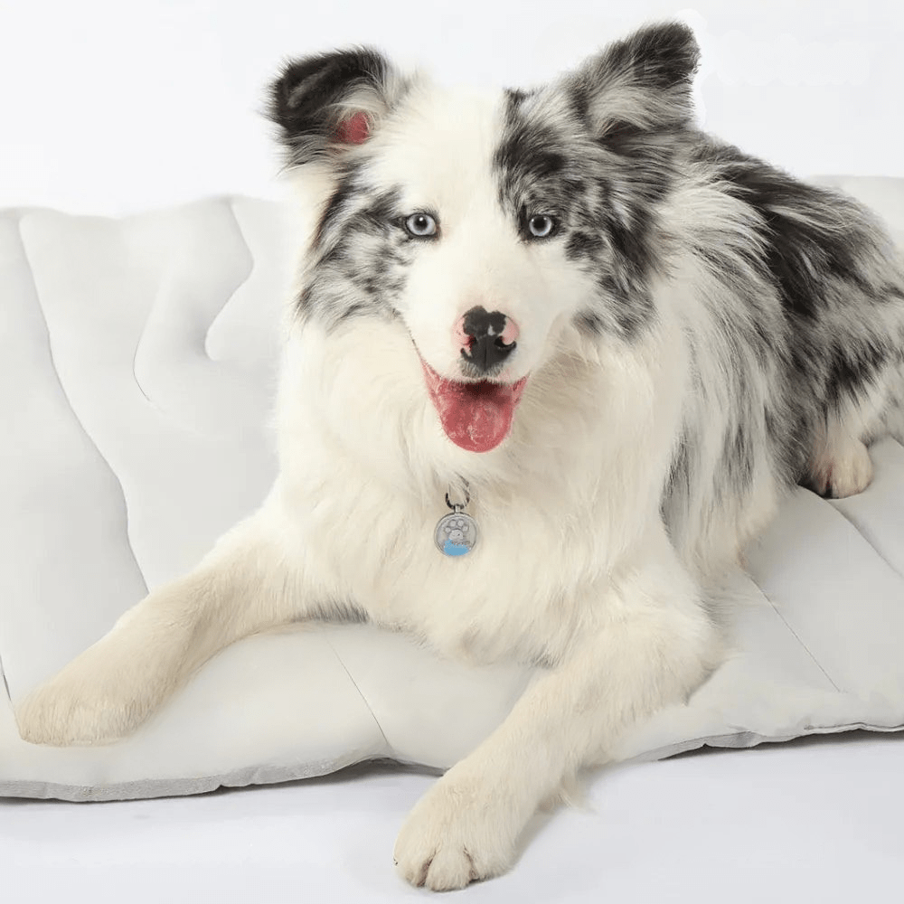 Coolpaws cooling mat - self -cooling dog carpet for hot summer days 1