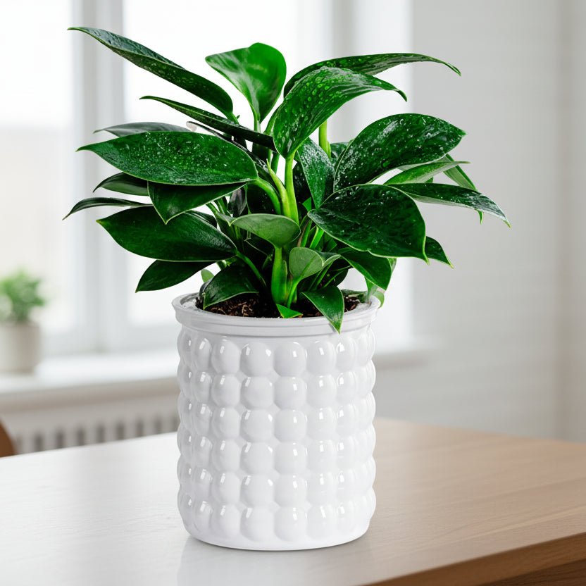 Eco-Friendly Self-Watering Hydroponic Flower Pot - Modern Plant Pot for Home Decor 4