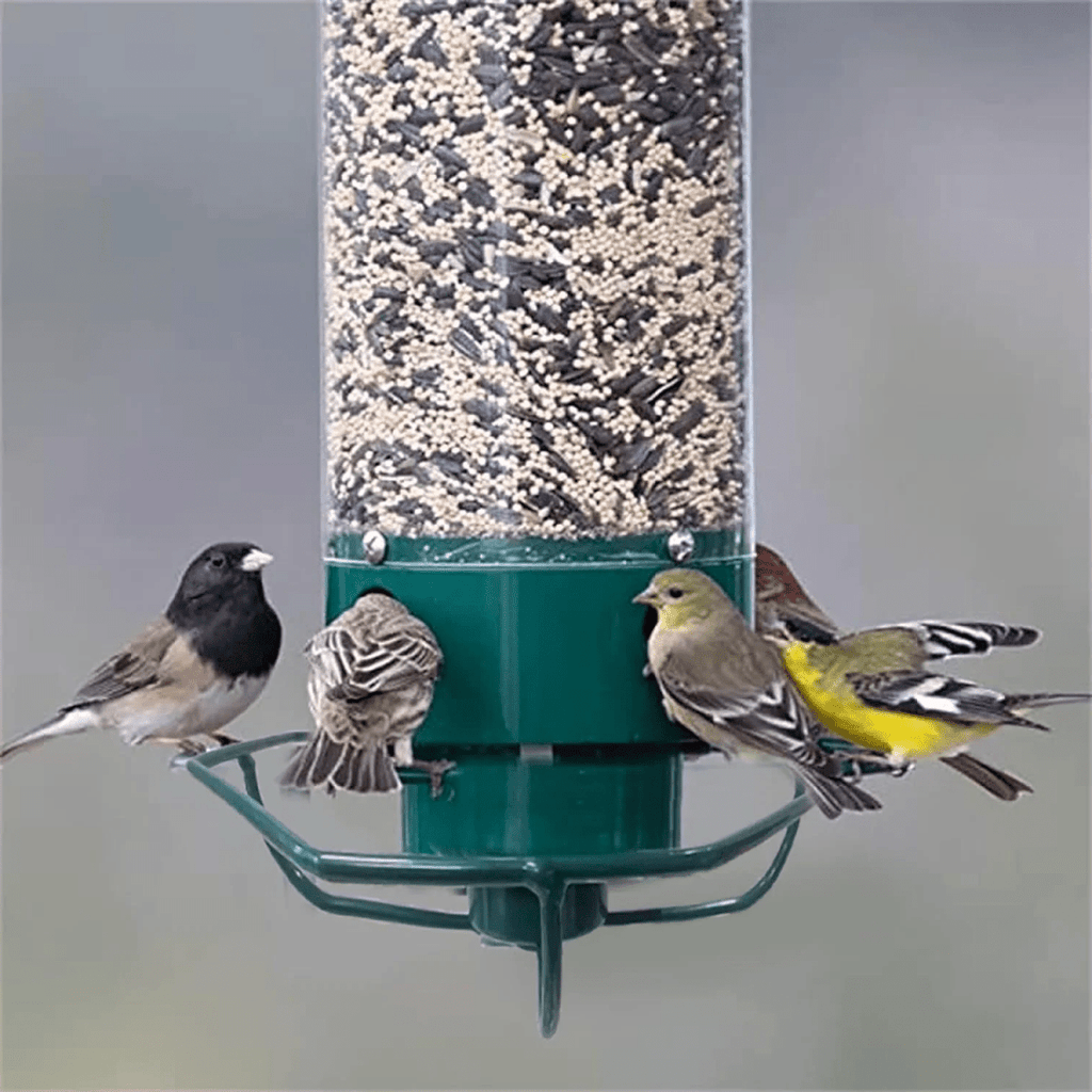 FEEDERGUARD – Nichoir anti-écureuil pour le jardin