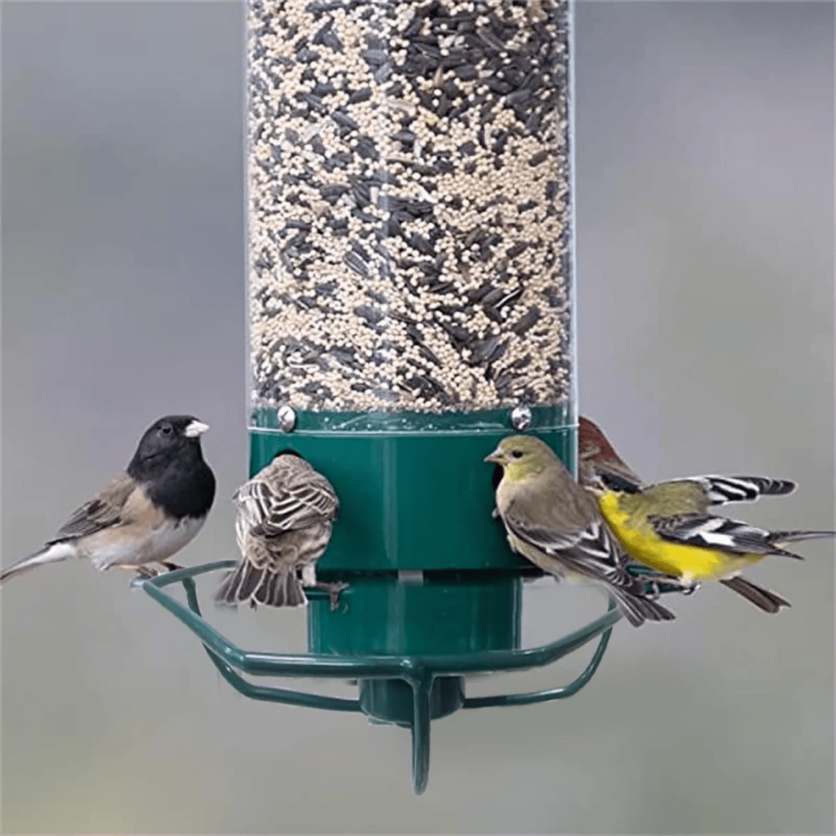 FEEDERGUARD – Nichoir anti-écureuil pour le jardin