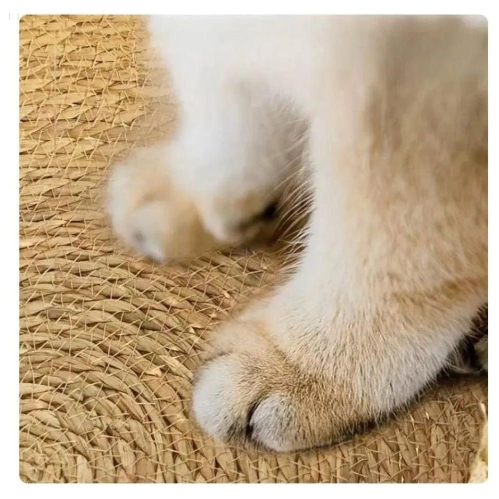 Fluffora Cat Bed - Ultra-Soft Round Cat Bedding for Cozy Comfort and Security 6