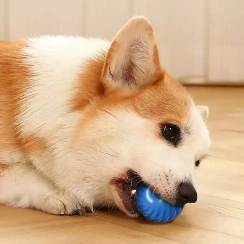  Maxime Joueur - intelligent, jumping game ball for active dogs-4