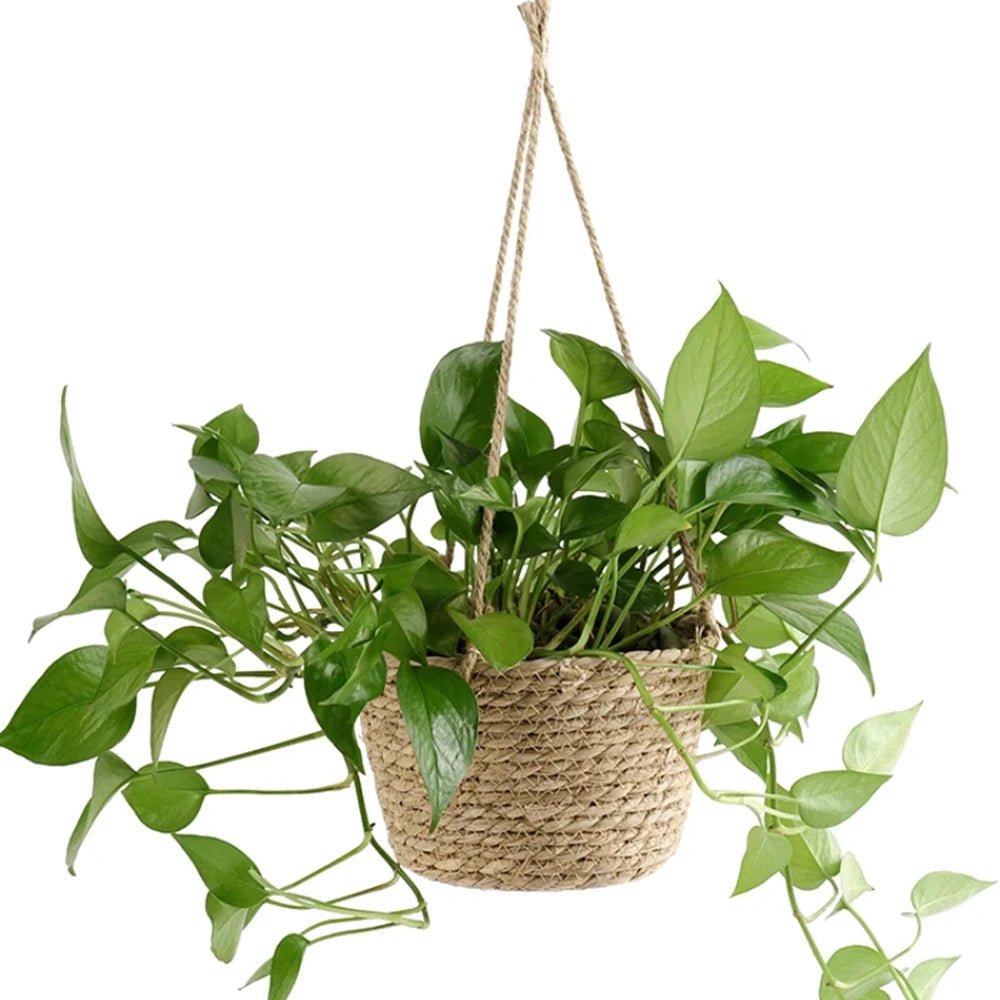 BOTANICA – Rustic Handwoven Twine Macrame Hanging Planter for Orchids and Indoor Plants 5