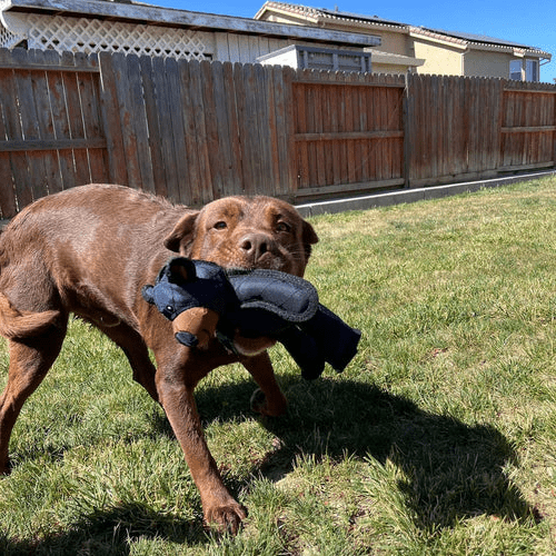PAWBEAR – Brinquedo Interativo para Cão com Apito