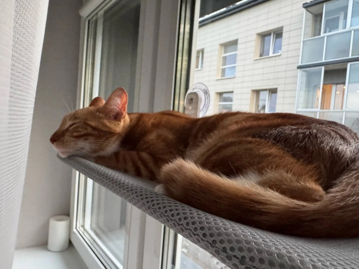 Pawperch – Opvouwbare Kattenhangmat met Muurvriendelijke Bevestiging | Boorloze Vensterzitplaats voor Katten