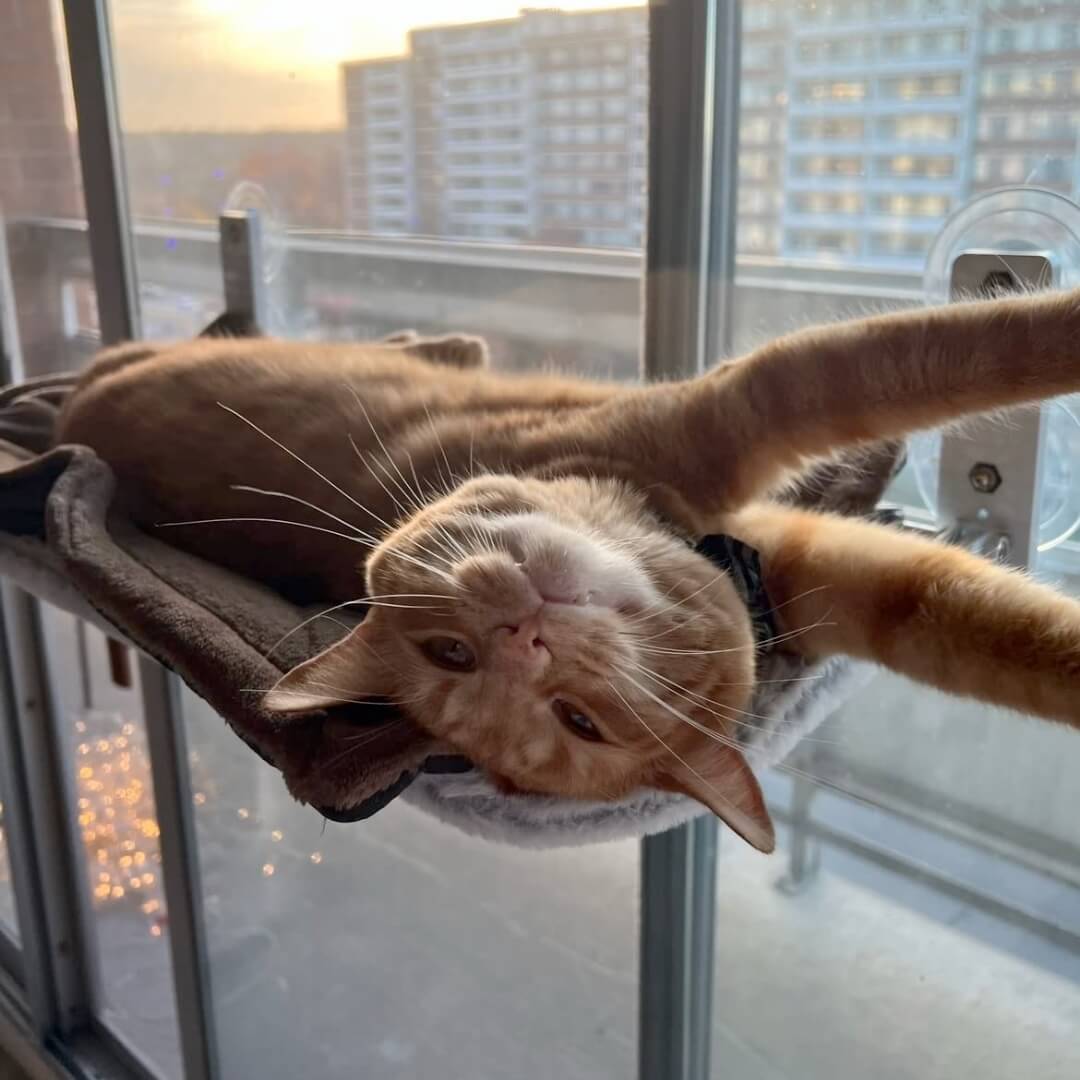  Pawperch-foldable cat hammock for windows & walls-5