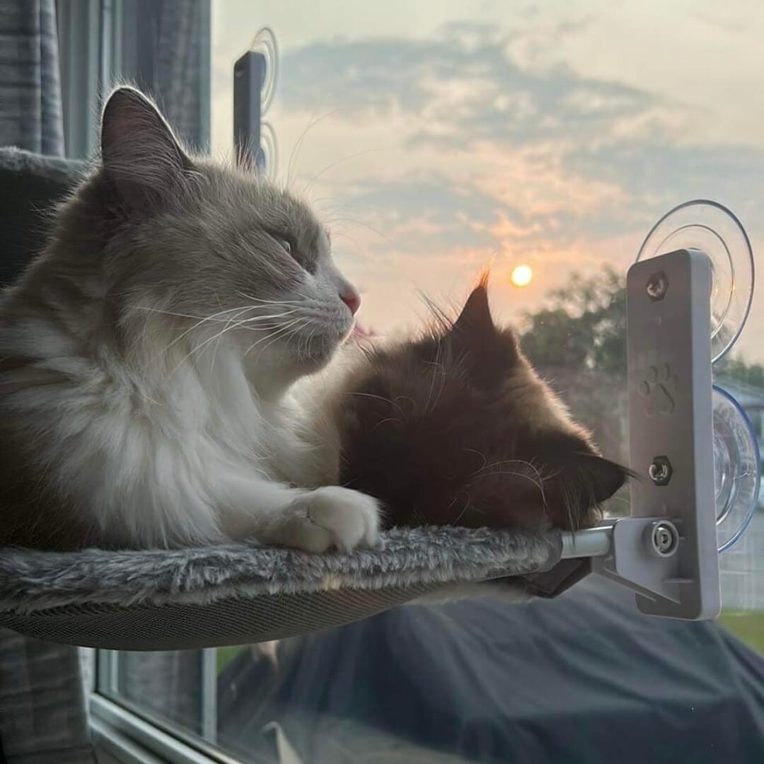  Pawperch-foldable cat hammock for windows & walls-6