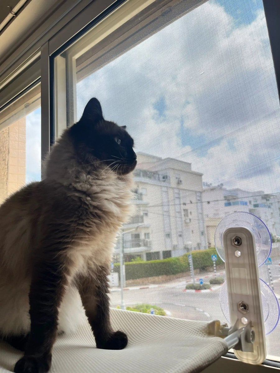 Pawperch – Opvouwbare Kattenhangmat met Muurvriendelijke Bevestiging | Boorloze Vensterzitplaats voor Katten