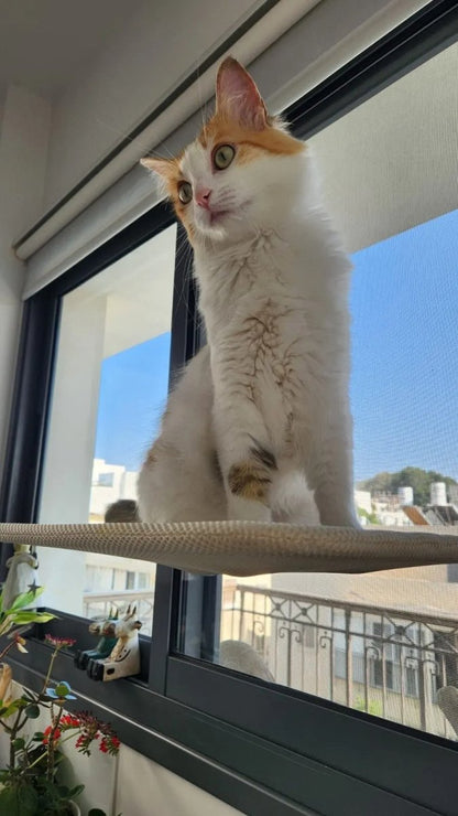 Pawperch – Opvouwbare Kattenhangmat met Muurvriendelijke Bevestiging | Boorloze Vensterzitplaats voor Katten