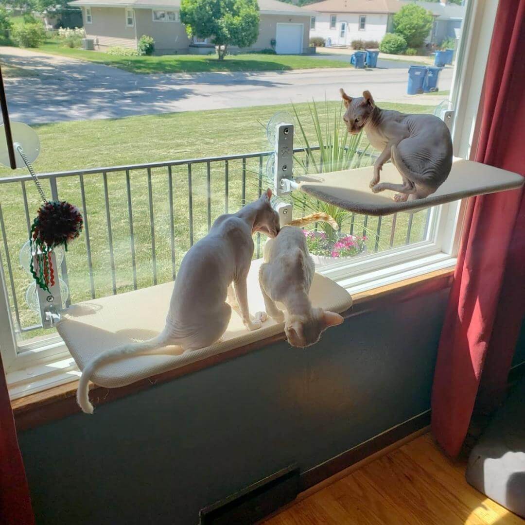  Pawperch-foldable cat hammock for windows & walls-4