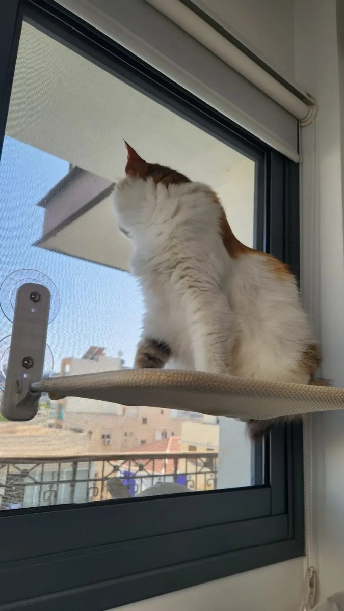 Pawperch – Opvouwbare Kattenhangmat met Muurvriendelijke Bevestiging | Boorloze Vensterzitplaats voor Katten