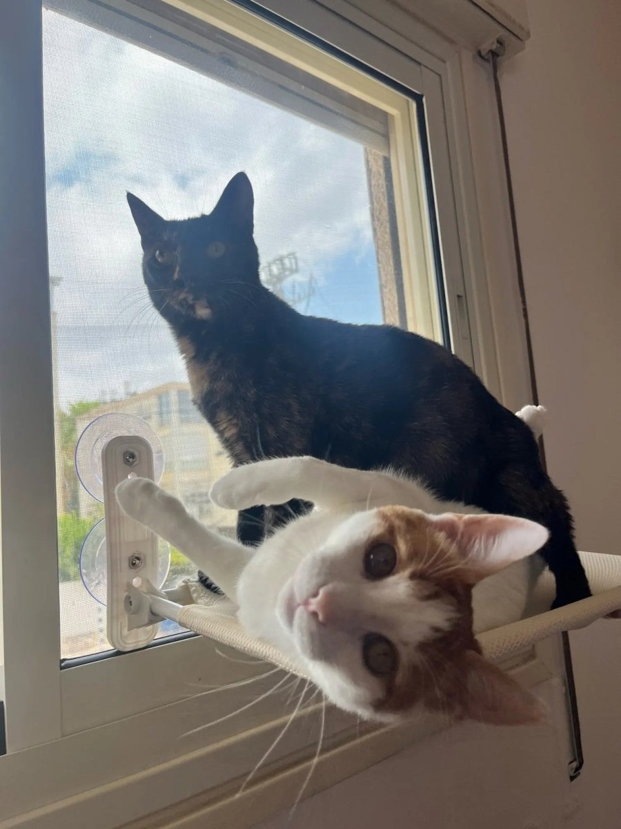 Pawperch – Opvouwbare Kattenhangmat met Muurvriendelijke Bevestiging | Boorloze Vensterzitplaats voor Katten