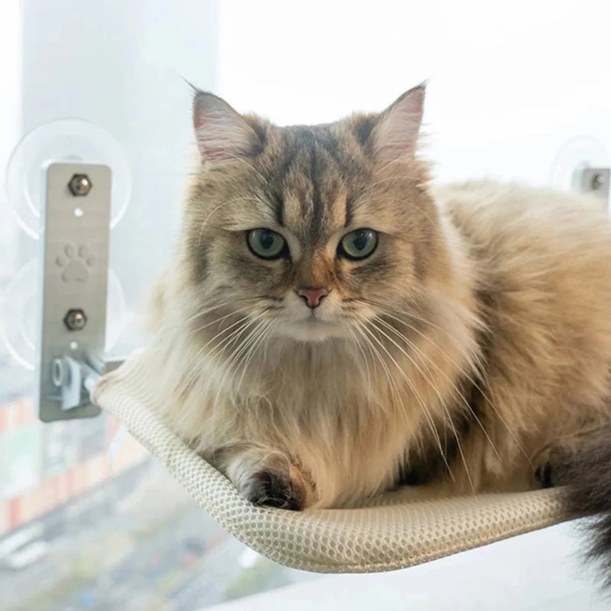 Pawperch – Opvouwbare Kattenhangmat met Muurvriendelijke Bevestiging | Boorloze Vensterzitplaats voor Katten