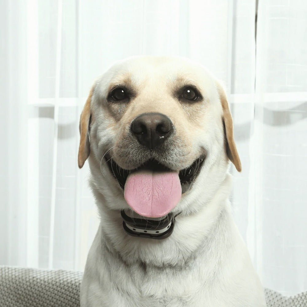 PETGUARD 300 – Sistema inalámbrico de valla para perros y collar de adiestramiento
