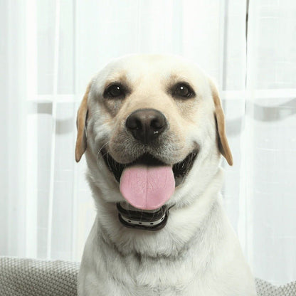 PETGUARD 300 – Sistema inalámbrico de valla para perros y collar de adiestramiento