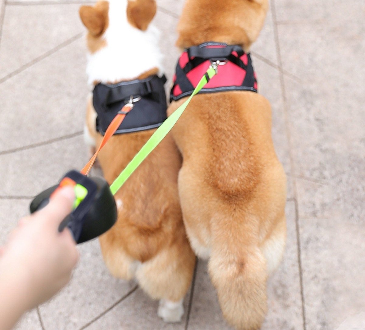  Propet Duo - roller leash for two dogs with integrated flashlight-5