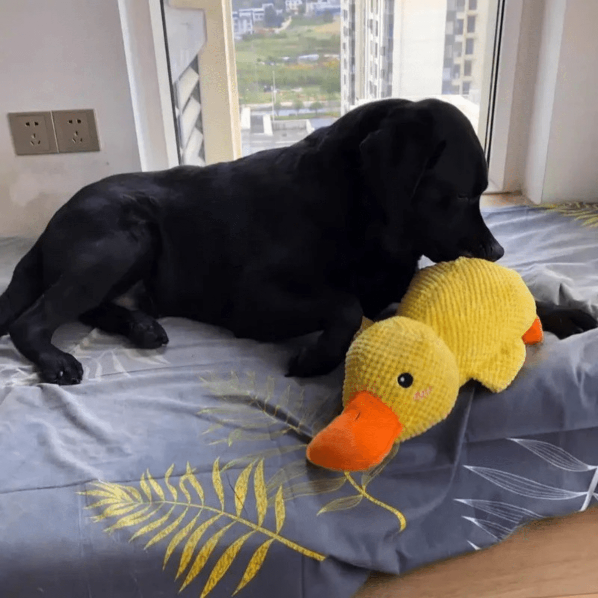 Giocattolo di Peluche Anatra PawVerve per Cani | Giocattolo morbido e cigolante per il comfort di animali giocosi e rilassati