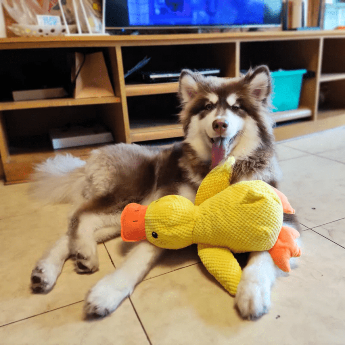 Giocattolo di Peluche Anatra PawVerve per Cani | Giocattolo morbido e cigolante per il comfort di animali giocosi e rilassati