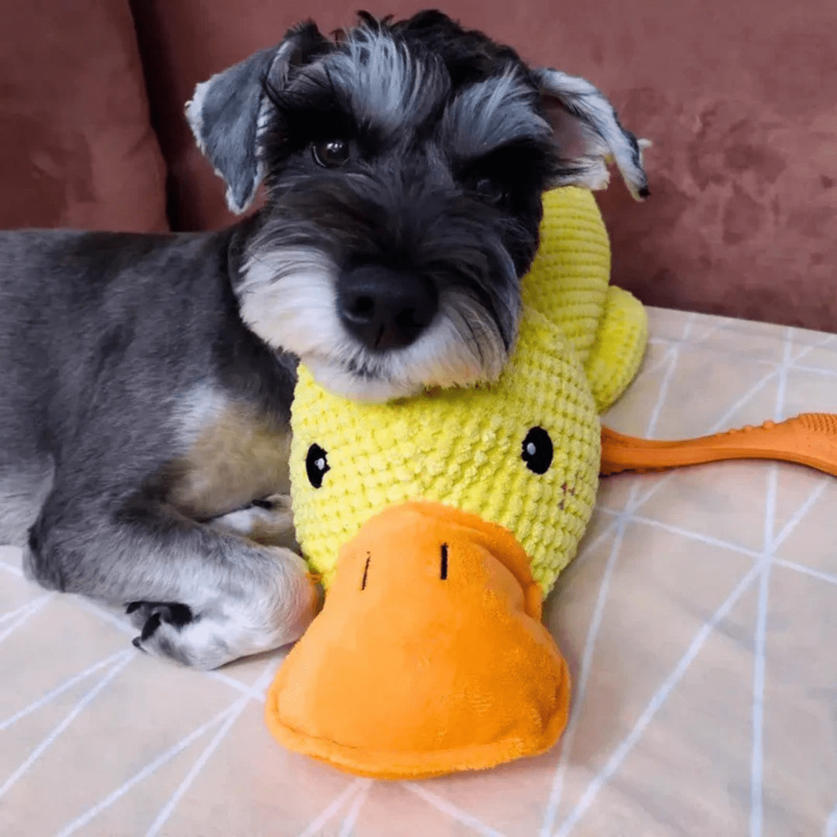 QUACKLY – Beruhigendes Enten-Plüschtier für Hunde