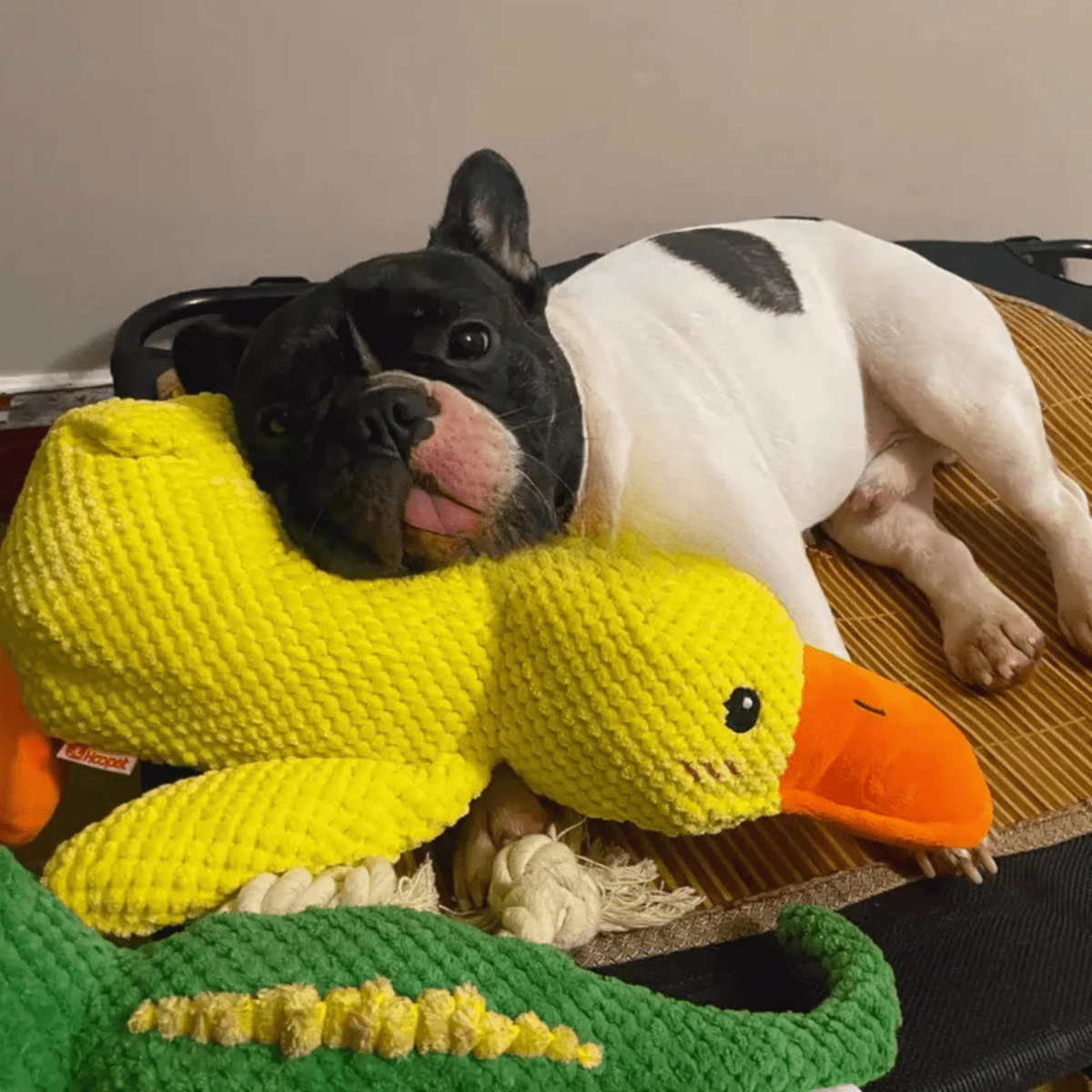 QUACKLY – Beruhigendes Enten-Plüschtier für Hunde