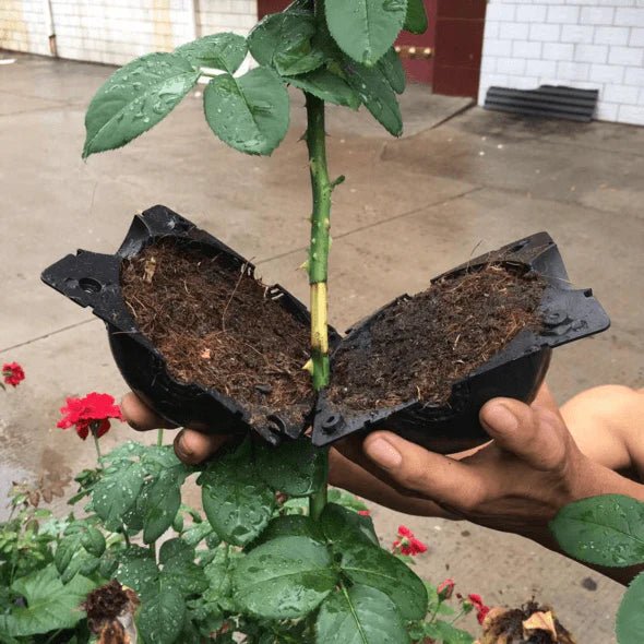 Rootball Plant Root Grow Box - 5 Pieces for Easy Cloning and Plant Propagation, Reusable Plastic, Black-5