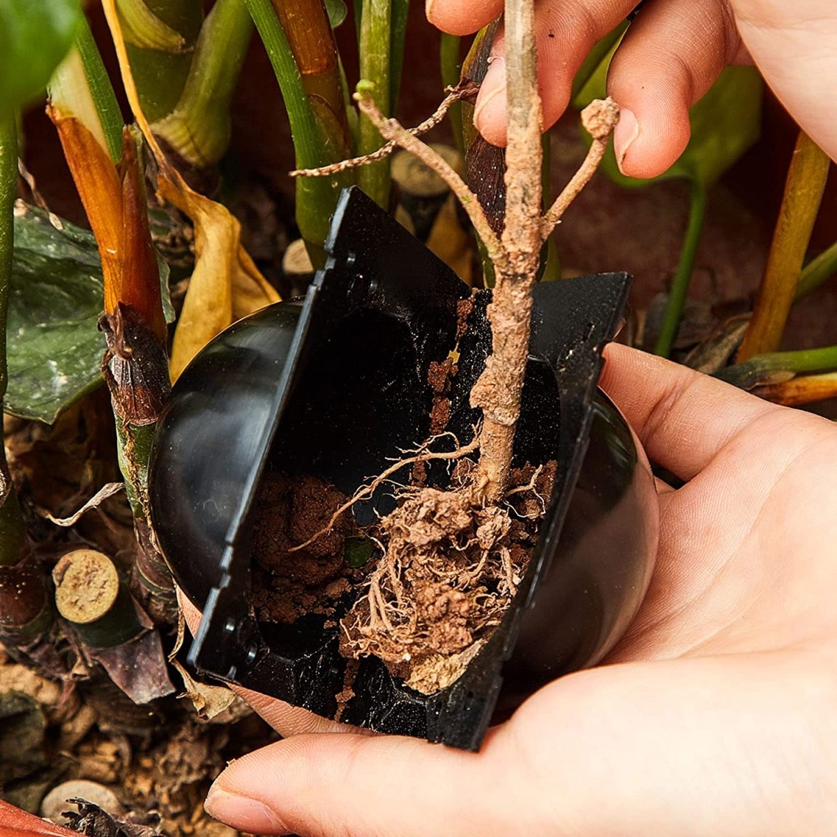 Rootball Plant Root Grow Box - 5 Pieces for Easy Cloning and Plant Propagation, Reusable Plastic, Black-3