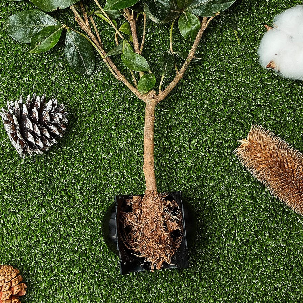 Rootball Plant Root Grow Box - 5 Pieces for Easy Cloning and Plant Propagation, Reusable Plastic, Black-4