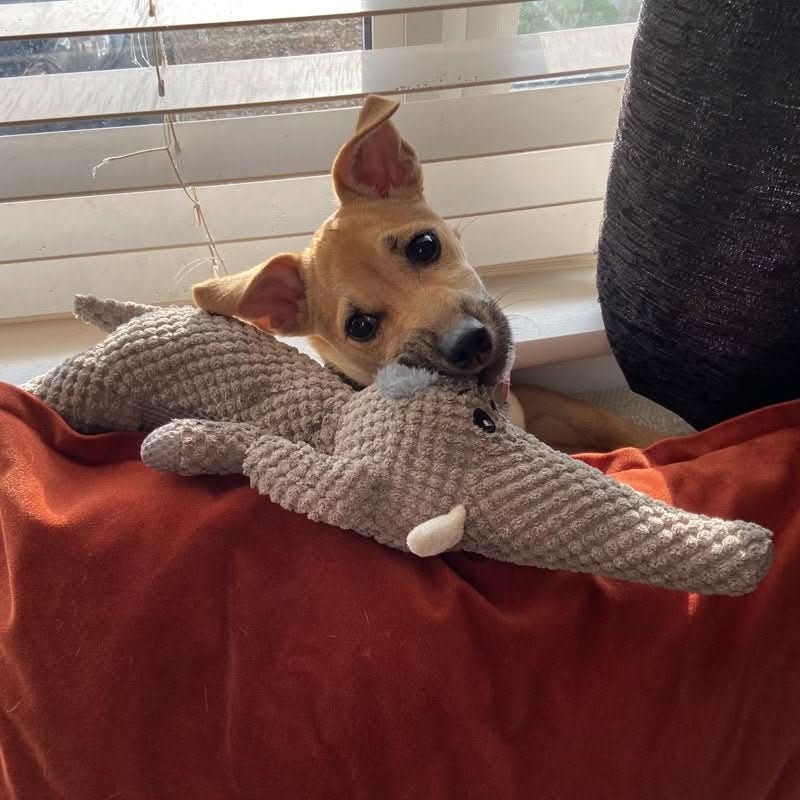 TOUGHPUP – Tuhoutumaton koiranlelu loputtomaan hauskanpitoon